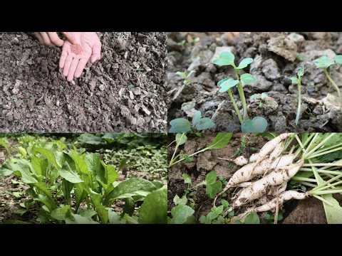 Growing Radish from Seed to Harvest – Step-by-Step for Beginners