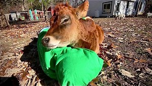 If you’ve never had the opportunity to hug a cow, we can tell you that it is one of the most calming and relaxing experiences one could have. Maisie’s sweet and gentle nature makes her the perfect cuddle buddy. | Life With Pigs