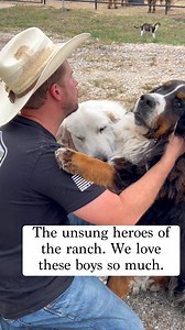 Bjorn and Timber. They look ferocious, don’t they? 😉 #ranchlife #ranchdog #LGD #livestockguardiandog #workingdog #greatpyrenees #bernesemountaindog #dogs | Tesch Hillside Ranch