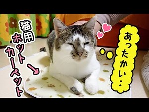 [Winter preparation] As a result of giving my cat the first kotatsu and a hot carpet