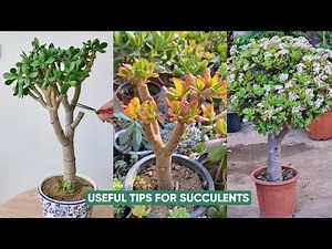 Succulent Care for Beginners: Essential Tips You Need to Know!