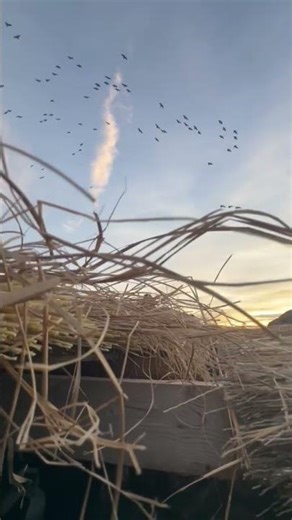 Hunting Geese in a field blind. #geesehunting #waterfowl