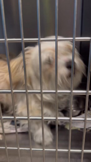 2.4K views · 42 reactions | safe roswell Nm tel 5756246722 here is moose . he had enough, he wants to break out ,go the groomers , have a haircut then go home . 1 year old shih tzu 10 lbs id a010653 adopt vet appointment neuter/rabies shot . can put hold on dog 24 hr. can adopt in person or via email | Jo Wallace | Facebook