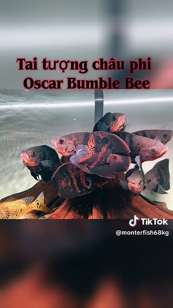 Oscar Bumble Bee Fish Care Tips
