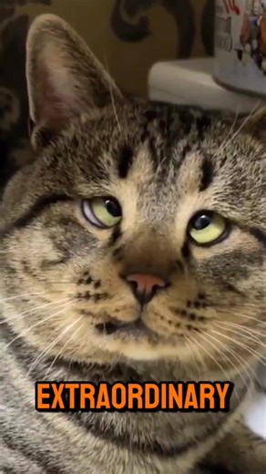 Five Unique Facts About Cat Noses That Are Like Fingerprints | Care For Cats