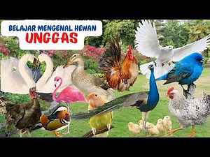 BELAJAR MENGENAL HEWAN UNGGAS DAN SUARANYA BERSAMA ‪@faisibontot‬ II POULTRY