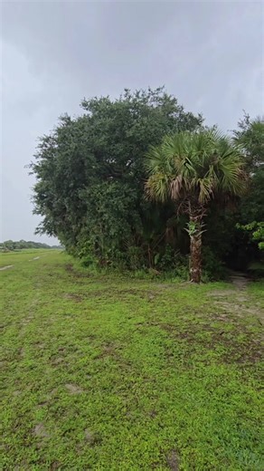 Visiting the haunted Devil's Tree in Port St Lucie Florida. At Oak Hammock Park. #devilstree #portstlucie @Kobe Taborsky