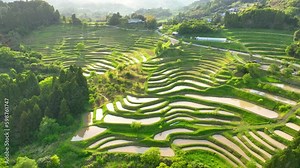 Asian terraced rice fields in spring, aerial view of flooded Asian rice fields in the mountains in Japan, organic agriculture and sustainable farming in Asia Generative AI Stock Video