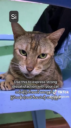 3 Cat Languages: Communicate with Your Feline Friends