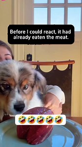 11K views · 63 reactions | Funny dogs vs food | Pets & Cats | Facebook
