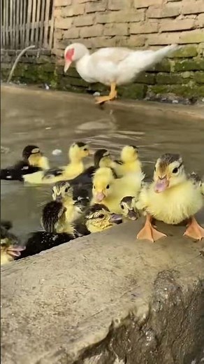 Swimming Time with Baby Ducks 🦆💦 | Cute & Happy Ducklings #duck #animallife #babyanimal