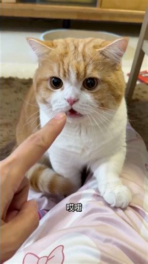 Mlem", Yell, Purr & Airplane Ears in 8 Seconds 😹 #cat #asmr