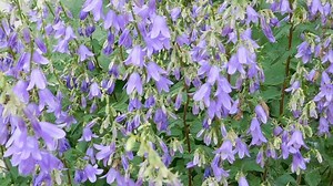 Bellflower, To Flourish, Bloom