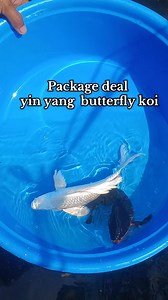 yin yang butterfly koi. #butterflykoi #backyardfarming #fblifestyle #koifish #HappyFishKeeping | Philip's Aquatics