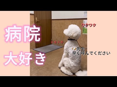 これぞ癒し！楽しい犬の日常シーン大公開【可愛い犬のまとめ動画】