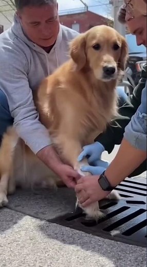 When a dog gets stuck… and strangers turn into heroes!