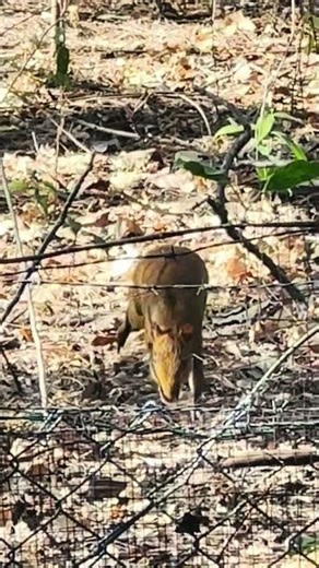 Agouti:The Underrated Guardian of the Tropical Forest