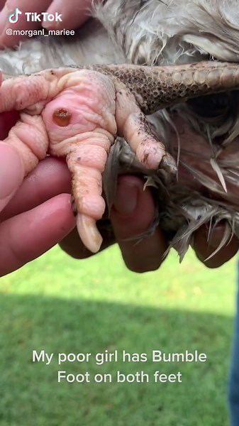Morgan Marie Lynn (@morganl_mariee) - Bumble Foot Removal: Step-by-Step Healing Process for Chickens