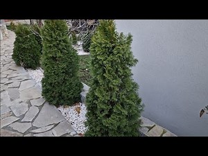 De ce se usucă tuia. Metode simple de întreținere.