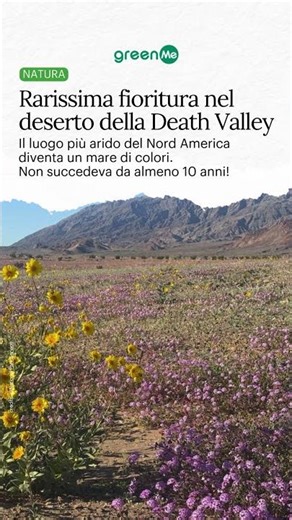 Rarissima fioritura nel deserto della Death Valley