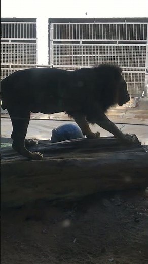 NEVER Seen A Lion Move Like This 🦁 #WildAnimal #NatureShorts #Epic