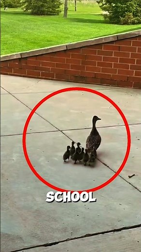 She never forgets this place! 🦆✨ #duckling