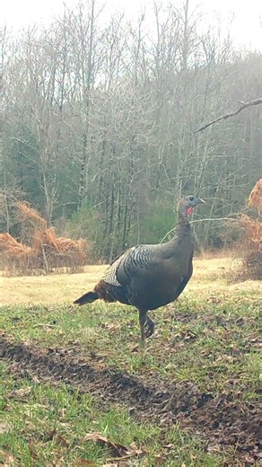 Wild Turkey Hen Cautiously Exits the Field