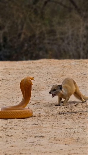 Mongoose Kills 8-Foot Giant Cobra — Now Honey Badger Wants The Meal! 😱🐍"