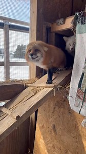 We took a field trip to Nolin River Wildlife today. Just wow! We’ve seen so much! More later! | Cordy's Castle Wildlife Rescue