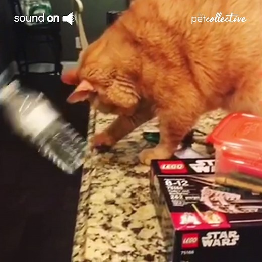 What's the funniest thing your cat has knocked over?🙀 | Try Not to Laugh