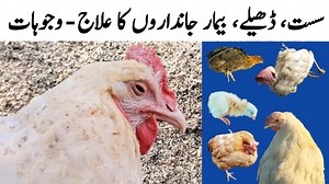 5.2K views · 287 reactions | Sick Chicken Treatment | Causes of Chicken Sickness | Helping Sick Chicken | Dr. ARSHAD | Dr. Arshad Veterinary Clinic | Facebook
