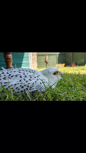 Hoggle the Gyr Falcon chilling after his flying display over the weekend! #gyrfalcon #whitefalcon | SMJ Falconry