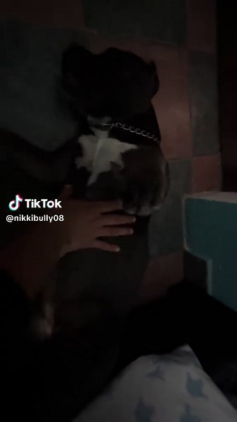 MONCHA 🐽 #moncho #americanbully #bully #levantate #pitbull #american