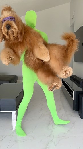 94K views · 5.3K reactions | How I taught my dog to fight! #dogtraining #goldendoodle #kungfu | Brodie That Dood | Facebook