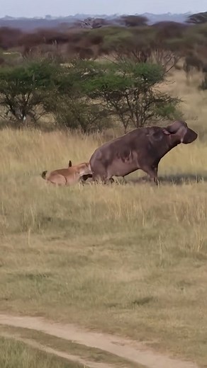 240K views · 4.2K reactions | Hyenas have powerful hunting abilities #wildlifeentertainment #animals #animallife #wildlife | NL Liones AS | Facebook