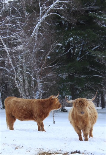 Highland cows are my favorite 🐮 #highlandcow #stowe #farm