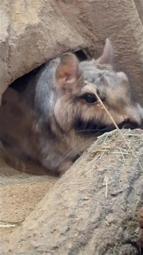 #shorts ゴエモンくん ビスカチャ 埼玉県こども動物自然公園にて 2026年3月7日