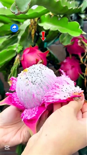 Fresh Dragon Fruit Peel Reveal 🐉 | So Satisfying #ytshorts