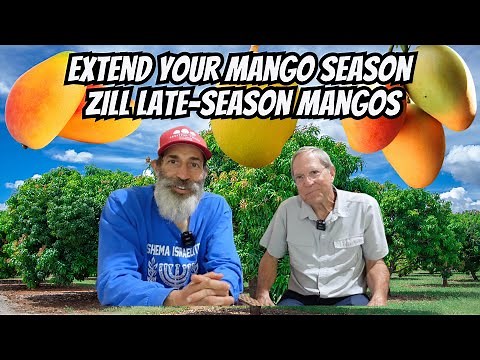 Late Season Zill Mango Varieties with Gary Zill