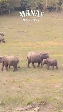 Unforgettable Wildlife Sighting at Manas National Park #shorts