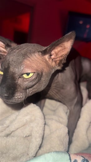 The Fascinating World of Hairless Cats