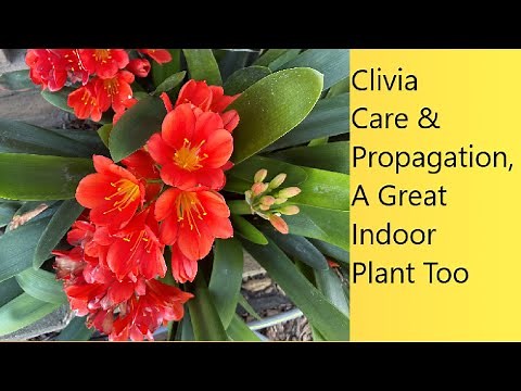 (Video 85) Propagating Clivia | Varieties, Summer/Winter Care | Indoor/Outdoor | New, Tour/Tutorial