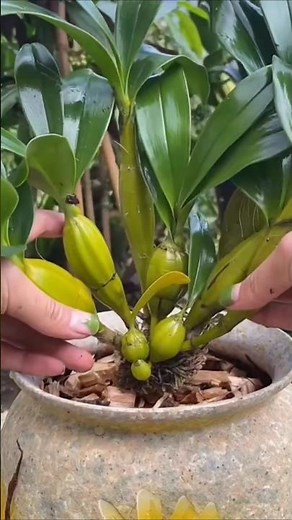 Great Video repotting wild dendrobium plants with best simple technique #orchid 🌱🌱🌱🌱