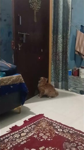 cat to prank of laser light #lucknow