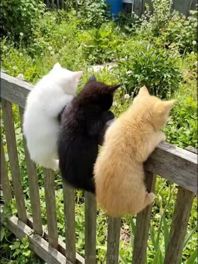 Which color of cat do you like more?