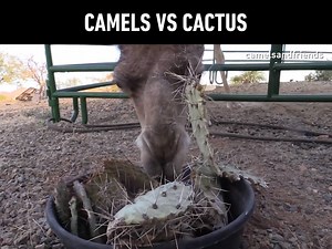 1.5M views · 13K reactions | A camel eating a cactus is the most important video you will watch today By Camels and Friends | 9GAG | Facebook