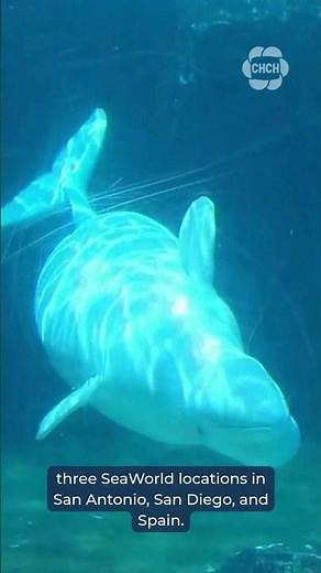 U.S. approves 'emergency rescue' plan to import Marineland's whales and dolphins