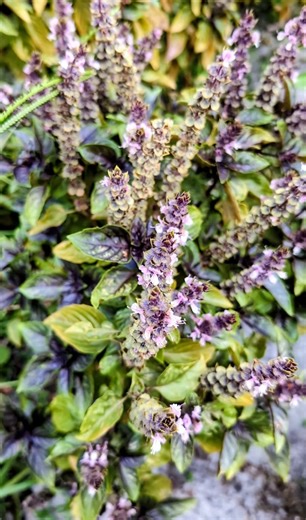Phytonutrients 101: Dark Opal Basil | The Weeds and Seeds Guy
