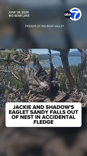 Jackie and Shadow's eaglet Sandy fell out of her nest on Sunday morning in an accidental fledge, video from the beloved Big Bear bald eagle nest shows. Friends of Big Bear Valley says she appeared to be down on another branch below, getting her bearings out of the camera's view. Her mother, Jackie, was there right away to keep an eye on Sandy and has been through this with other eaglets in the past.