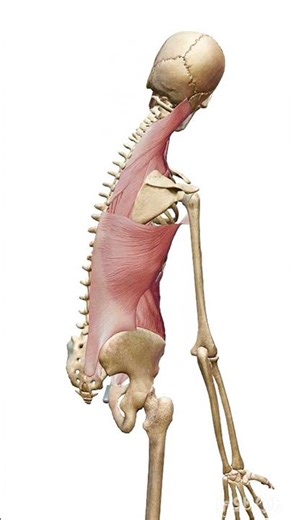 Spine lateral flexion